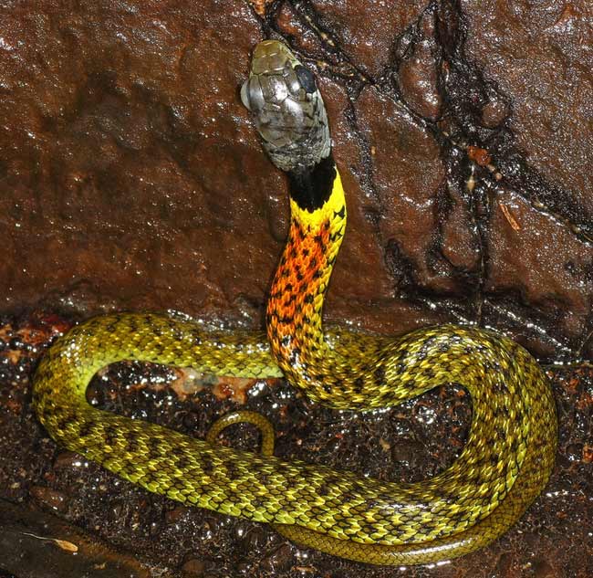 Người bị loài rắn này cắn sẽ gặp những triệu chứng nghiêm trọng, nhưng thường không đến mức tử vong.